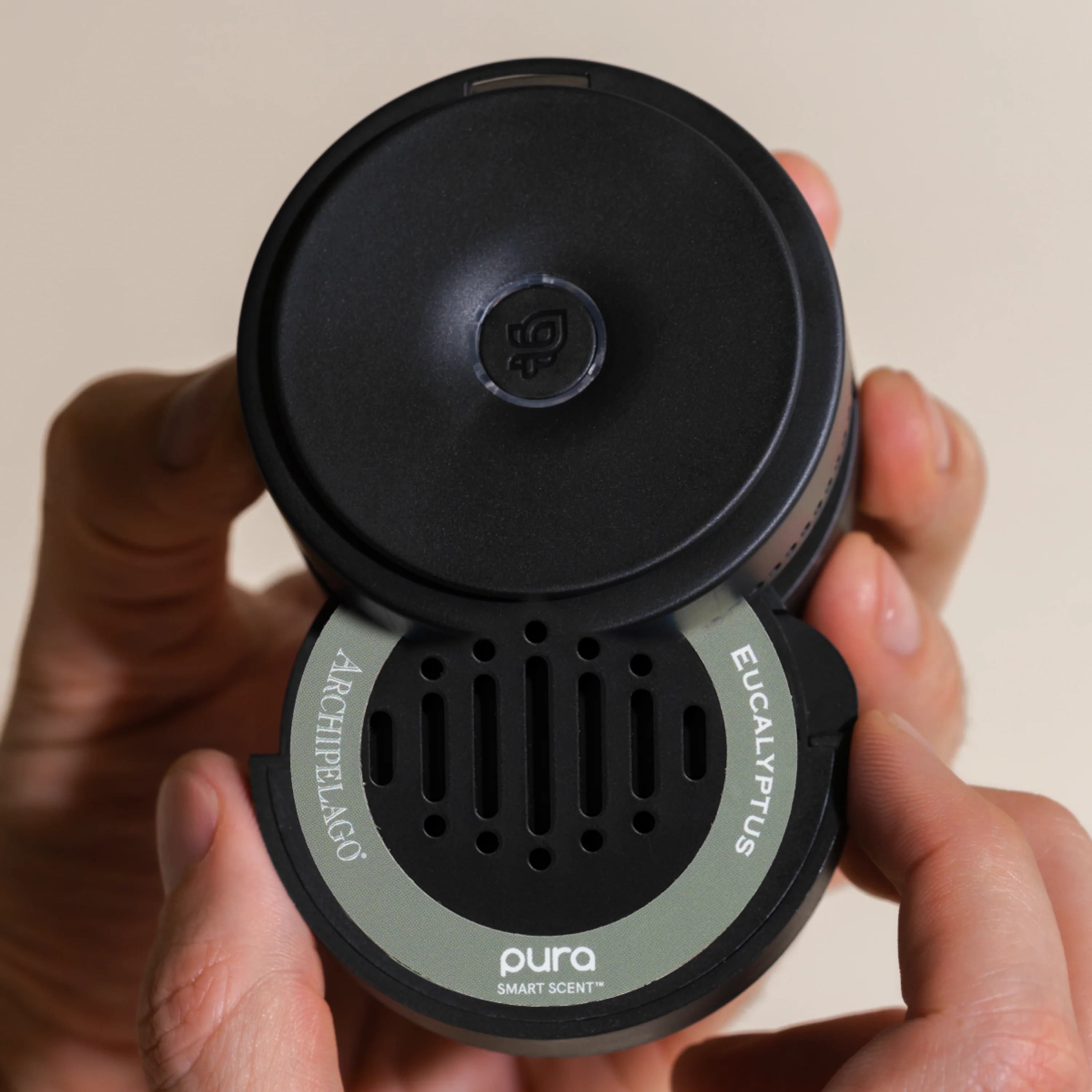 Eucalyptus 3 Eucalyptus