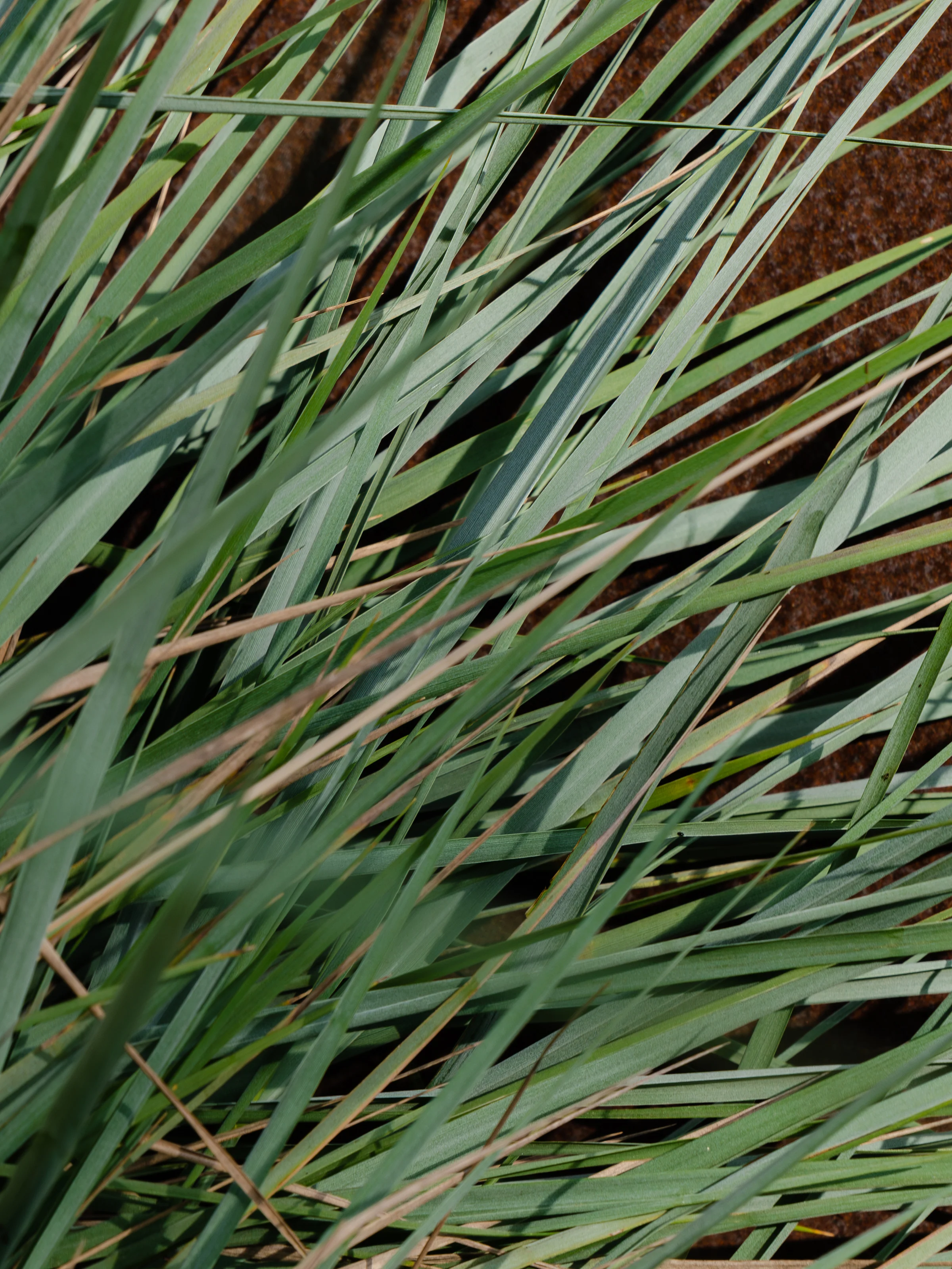 White Vetiver 2 White Vetiver